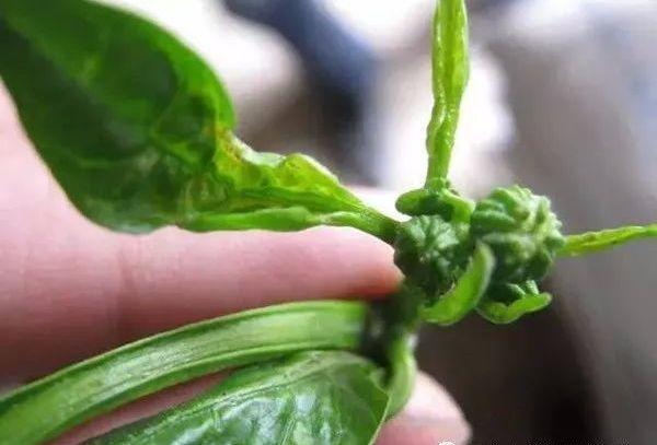 噻虫嗪可以在辣椒花期用吗