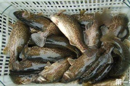 鳜鱼为什么在水里倒立