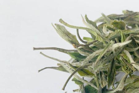 恩施白茶适合伏天喝吗