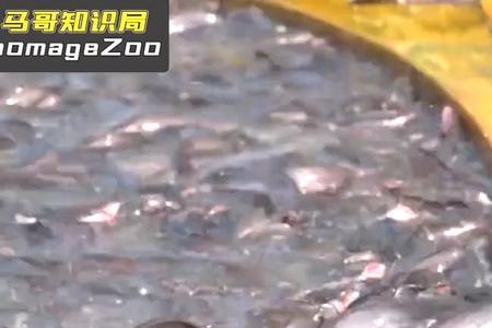 高明河鱼能吃吗