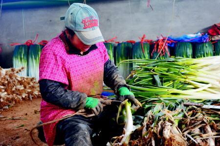全国大葱深加工有哪些厂家