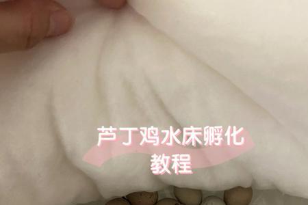七彩文鸟冬天发快递能冻坏吗