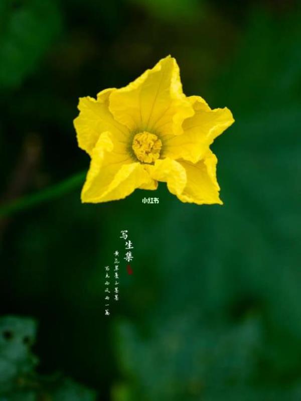 丝瓜花落满地什么原因