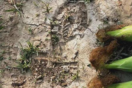 玉米628和万糯2000哪个好吃