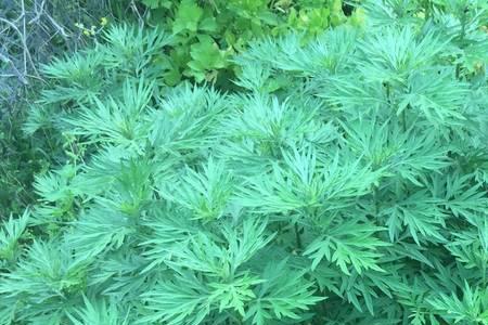 52岁单身妈妈吃窝边草好吗