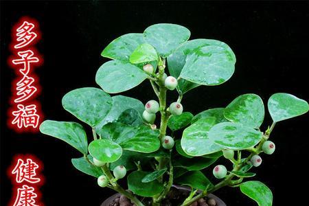 小盼菩提买到多久换盆