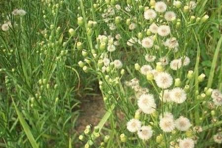 烟密磺隆对小飞篷有无杀灭效果