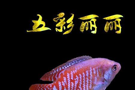 曼龙鱼多久换水