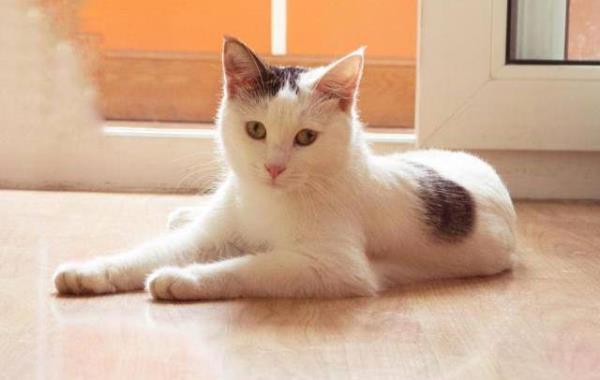 猫咪踩到粘蝇板怎么办