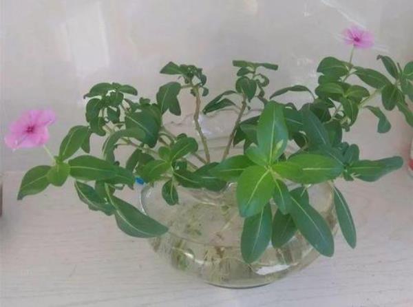 长春花水培扦插方法