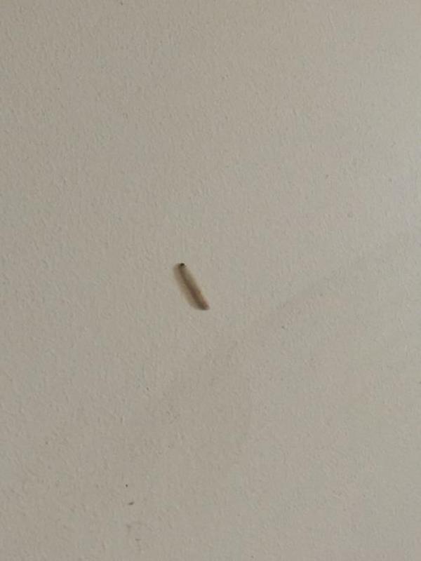 治小白飞虫的小妙招