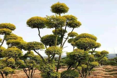 小叶女贞栽在家里什么位置合适