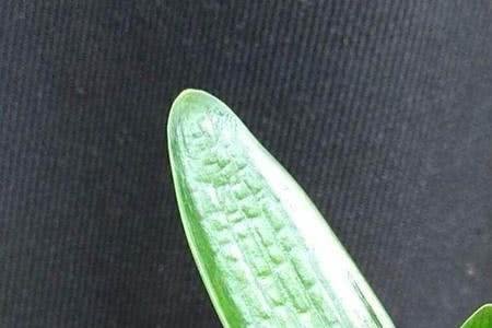 君子兰什么时候网购最好