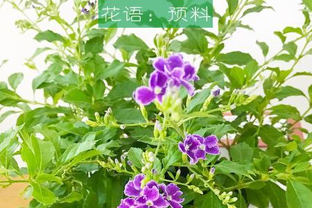 巧克力金露花秋天怎么修剪