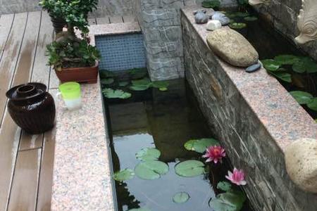 养鱼池不喂可以吗