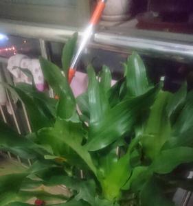 螺旋铁多长时间开一次花