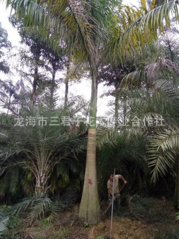 王棕树干用途