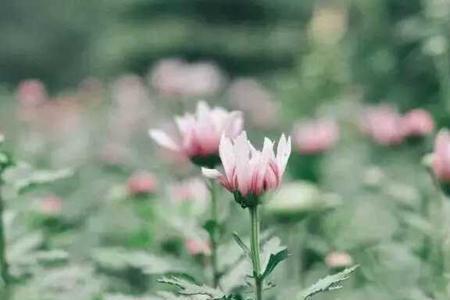 珍重是什么意思