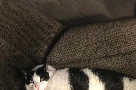 两个月的猫会被撑到吗