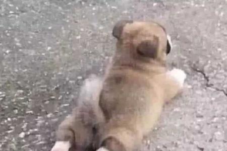 心态崩了怎么回复