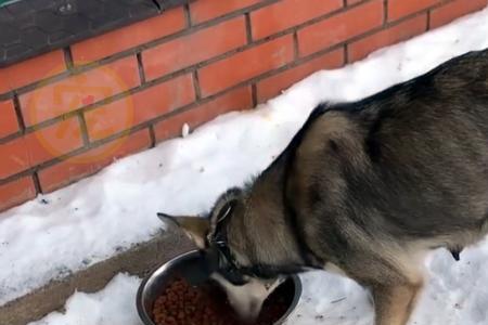 口犬念什么