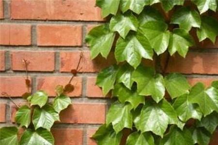 10 爬山虎在什么季节衰败