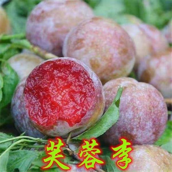 特大李子新品种