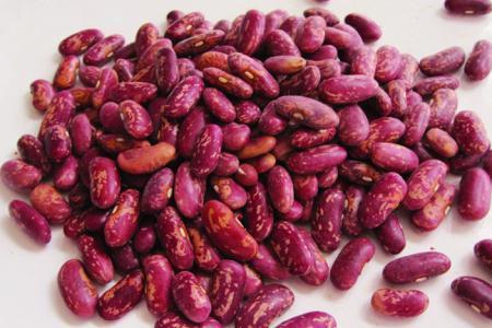 芸豆和腰豆哪个好