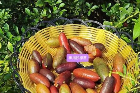 指橙开花不结果的原因