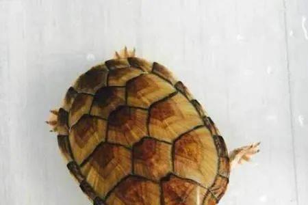 红面蛋龟尾苗什么时候