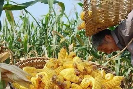 河南种植春甜糯玉米一荐多少天