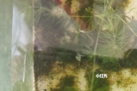 虾卵可以喂乌龟吗