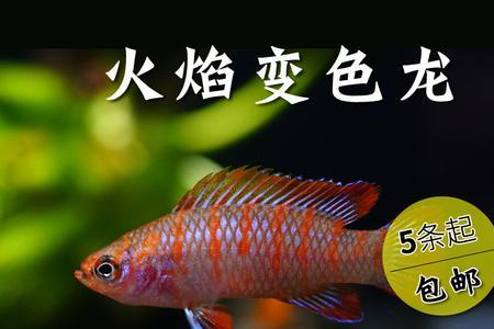 圣塔伦和灯科鱼可以混养吗
