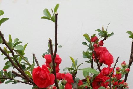 海棠果苗怎么看花芽