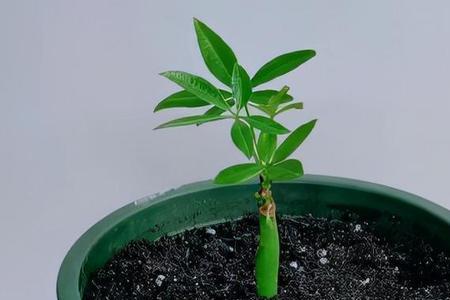扦插后的发财树杆为何会枯黄