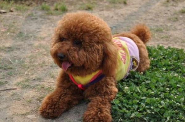 泰迪犬价格表
