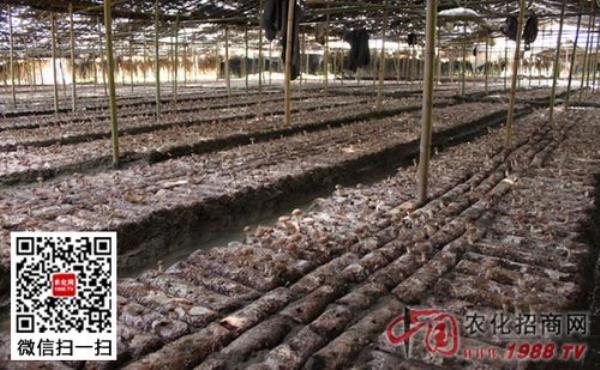 香菇菌种什么时候放