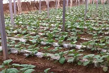 茄子嫁接口埋在土里怎么办