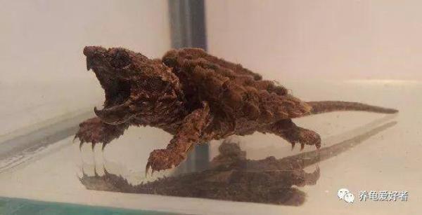 大鳄龟多久喂一次