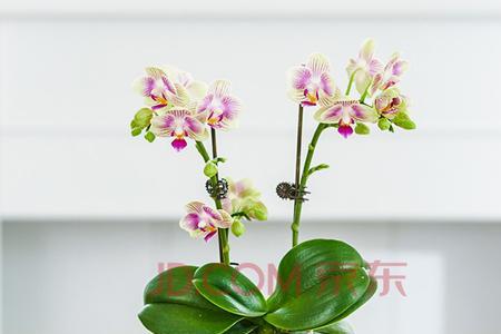 蝴蝶兰小盆用拿掉吗