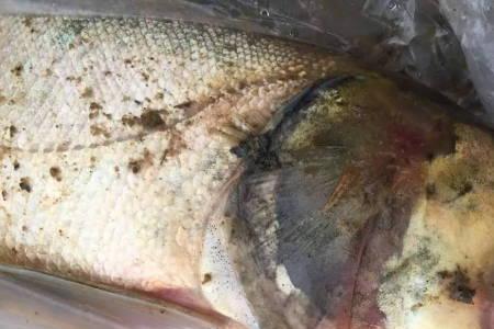 水产养殖花白鲢身上红点怎么制