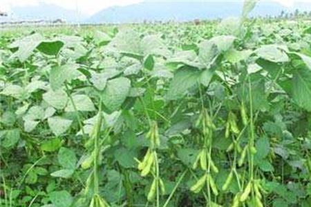 毛豆的叶子可以吃吗