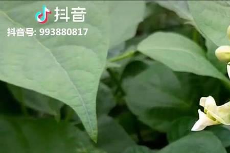 豆角的脚下开很多花要去掉吗