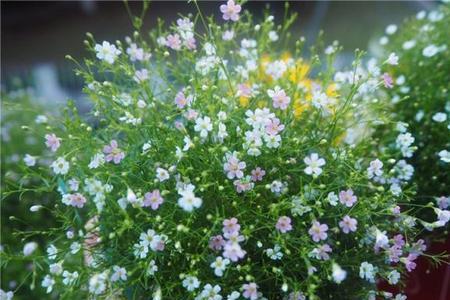 满天星开花期能换盆吗