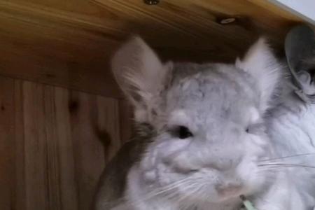 小龙猫什么意思