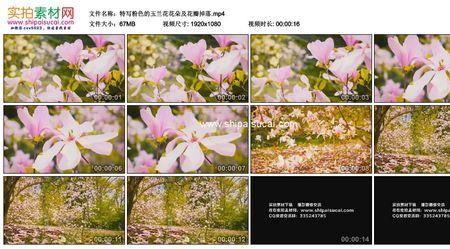绽开花瓣还是舒展花瓣