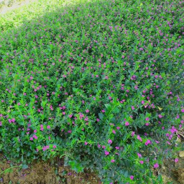 细叶萼距花种植方法