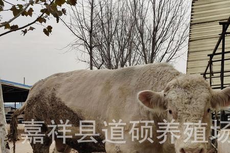 牛犊身上没毛能活吗