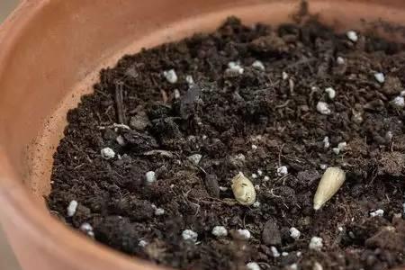 发芽的水果怎么种