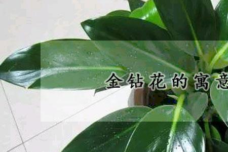 金钻花能活多久